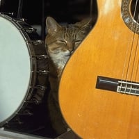 Musician cat