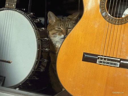 Musician cat - animal, guitar, kitten, loveable, cat, feline, music