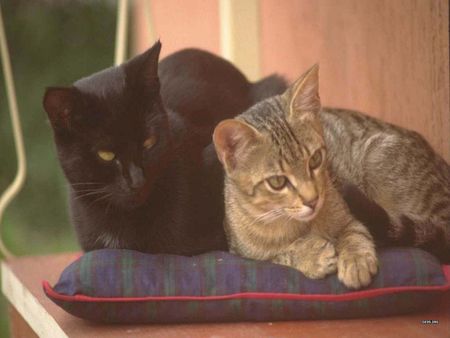 Cats on pillow - animal, kitten, loveable, cat, feline