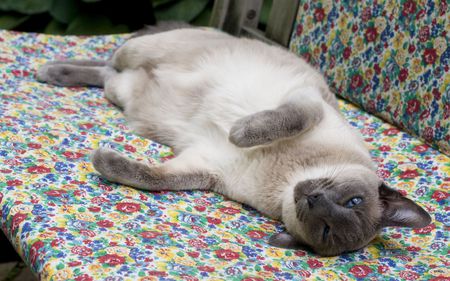 Kitten on bed - animal, kitten, feline, loveable, cat