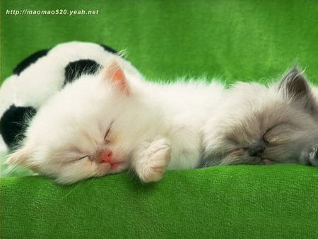 White kitten - cat, animal, feline, loveable, kitten