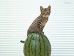 Cat on watermelon