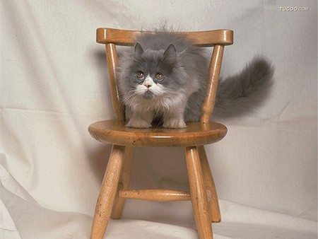 Kitten on chair - chair, cat, animal, feline, loveable, kitten