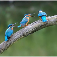 Birds family