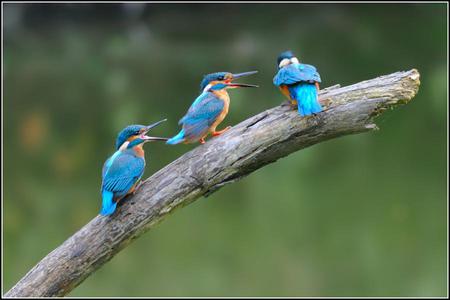 Birds family - turquoise, father, lovely birds, son, yellow, branch, mother, green