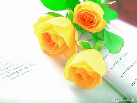 yellow rose - book, rose, valentine, flowers, leaf, yellow, nature