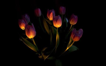 tulips - nature, night, tulips, flowers