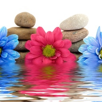 Pretty Flowers