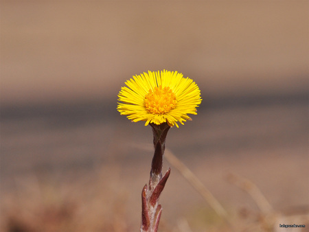 Kiss of Sunshine - vibrant, yellow, petals, stem, single, flower