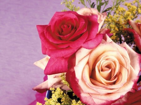 Pure Roses - cream, spray, yellow, roses, pink, red, rose, flower