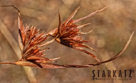 ~Golden Brown~ - nature, brown, dry, photography, golden, grass, glades, starkatz