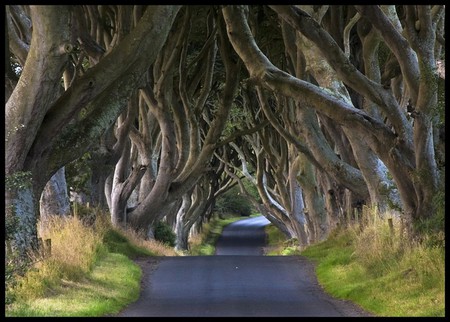 Road side Trees - picture, side trees, cool, road