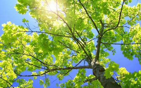 Green Tree - beautiful, leaves, sky, sunny, forests, leaf, tree, trees, nature, sunshine, green