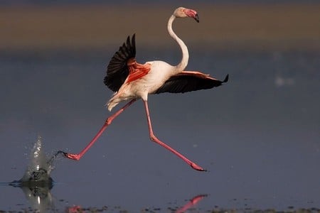 Walk on Water - beautiful, walk on water, flamingo, picture