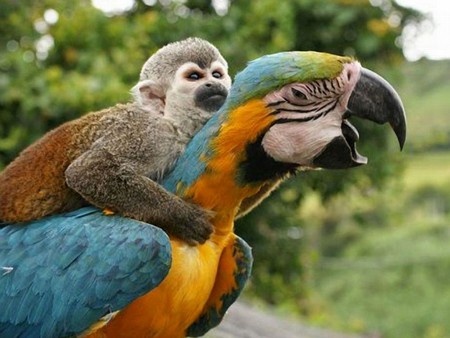 Bird Rider - picture, parrot, monkey, funny, rider, bird