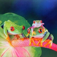 Cute Frogs