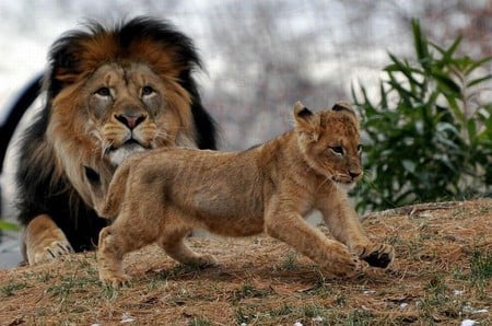 Father's Care - loin, cub, cool, picture