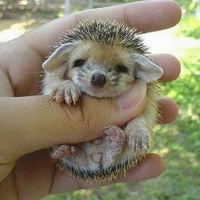 Baby-Porcupine