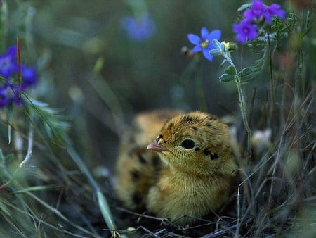 Cute Little Chick - chick, little, cute, picture