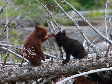 Brown and Black - bear, picture, cute, brown and black, cubs