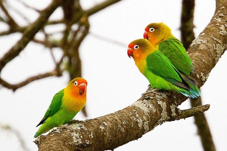 Beautiful Parrots - beautiful, parrots, colors, picture