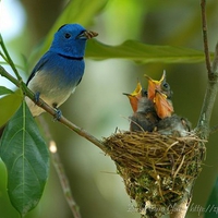 Birds Feeding