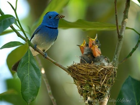 Birds Feeding - feeding, cute, birds, picture