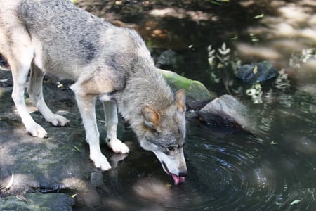 Thirsty Wolf drinking - wolf, thirsty, nature, woods, dog, animal, forrest