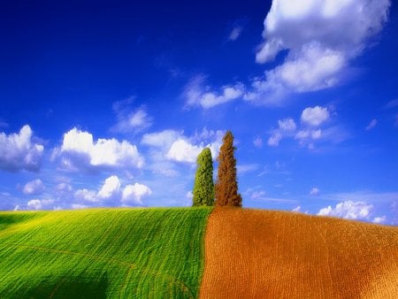 Pretty nature - nature, sky, tree, grass