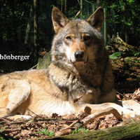Great Big Wolf
