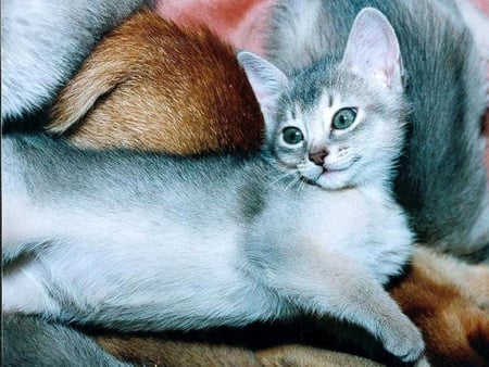 Abyssinian cat - abyssinian, cat, animal, feline, sweet, kitten