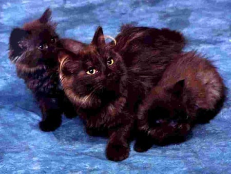 Chantilly and Tiffany kittens - animal, kitten, feline, sweet, cat