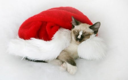 Christmas kitten - christmas, animal, kitten, feline, hjoliday, sweet, cat