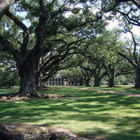 Old Trees