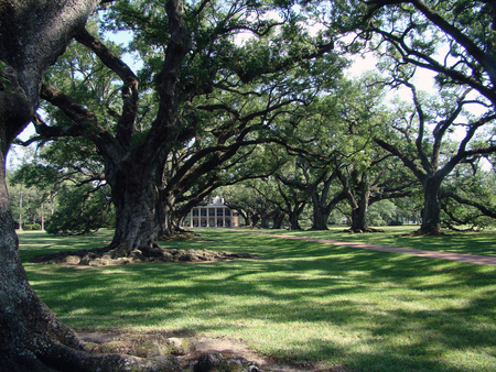 Old Trees - branches, grass, trees, old