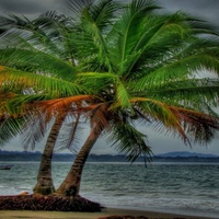 STORMY PALMS