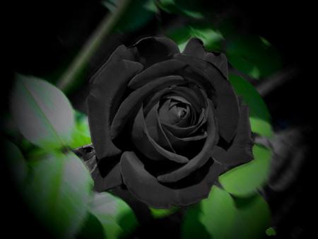 Black Rose - flower, nature, rose, black