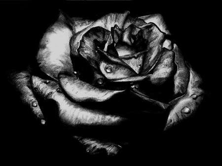 Black Rose Blooming - nature, blooming, tears, rose, black, flower