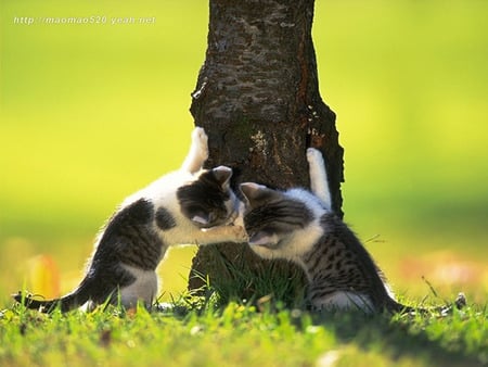 secret kiss - kiss, secret, tree, 2 kittens, grass, lovely