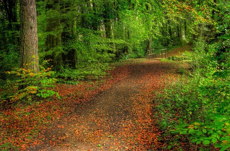 Forest-HDR - calm, grass, spring, forest, walk, leaves, path, hdr, nice, trees, beautiful, photography, cool, nature, green, peaceful, bridge