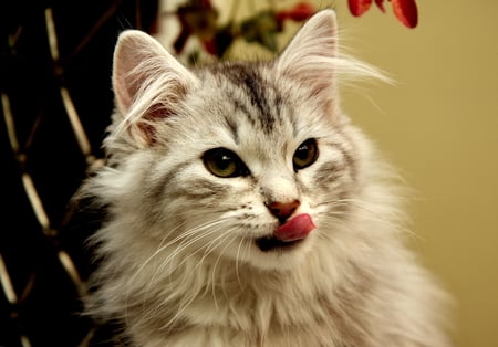 Yummy! - feline, silver, tongue, licking, cat