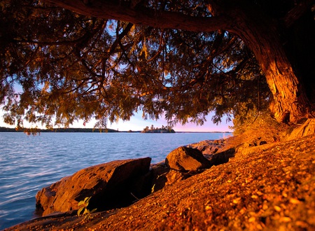 Shore-Line - branches, ripples, water, shore, rocks, nature, bank, leaves, tree