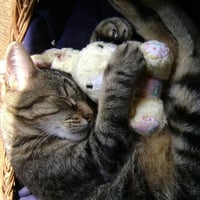 Asleep wiv Bunny