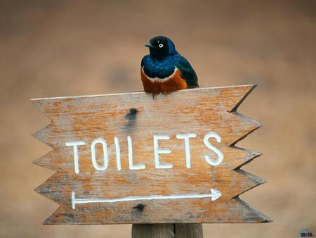 funny bird - toilets, animals, funny, bird, birds