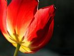 closeup tulip