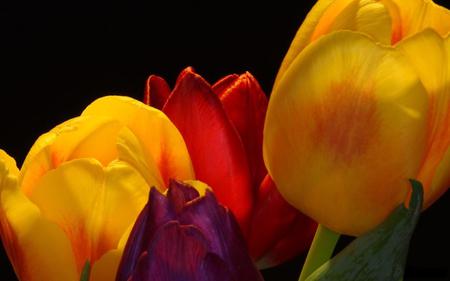 colorfull tulips - flower, tulips, flowers, tulip, closeup, nature, color