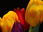 colorfull tulips