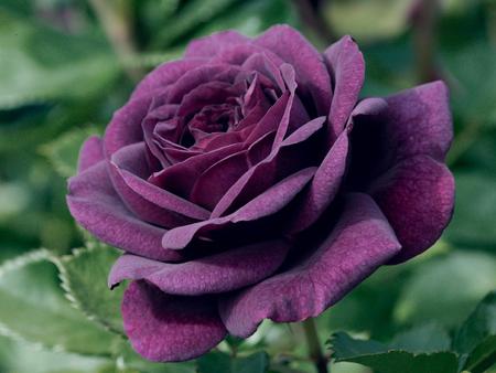 purple-rose