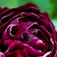 purple-rose-closeup