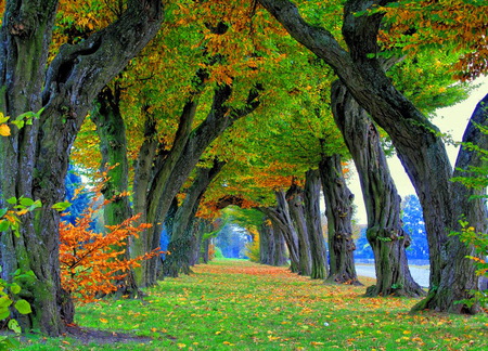 Arches - autumn, trees, green leaves, arches, grass